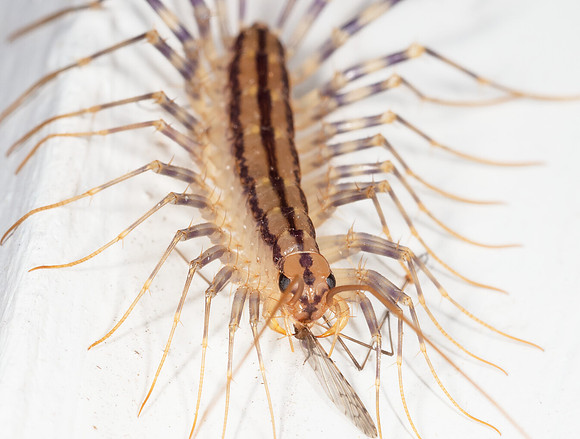 House Centipede, Scutigera coleoptrata, Franklin County, Ohio, July 11, 2020 (2)