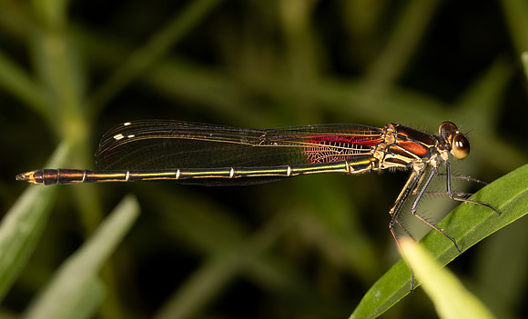 American Rubyspot, Hetaerina americana, Highland County, Ohio, September 3, 2021 (73)