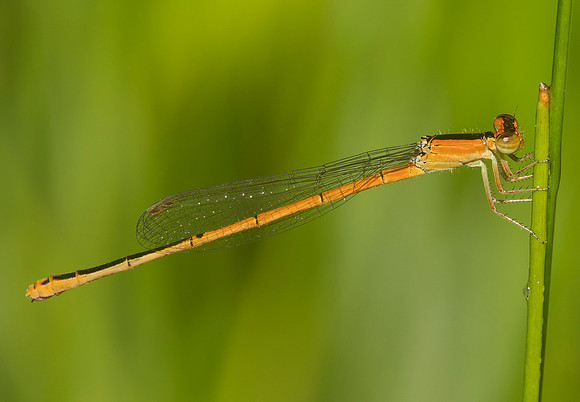 Citrine Forktail, Ischnura hastata, Ross County, Ohio, June 30, 2019