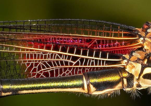 American Rubyspot, Hetaerina americana, wing venation, Highland County, Ohio, September 3, 2021 (73)
