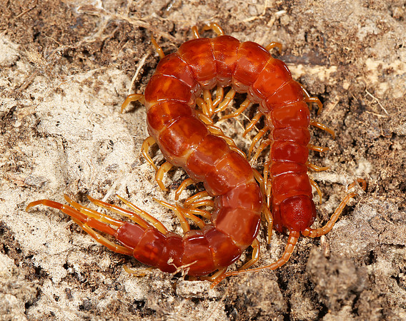 Eastern Red Centipede, Scolopocryptops sexspinosus, Ross Co., OH October 5, 2014 (42)
