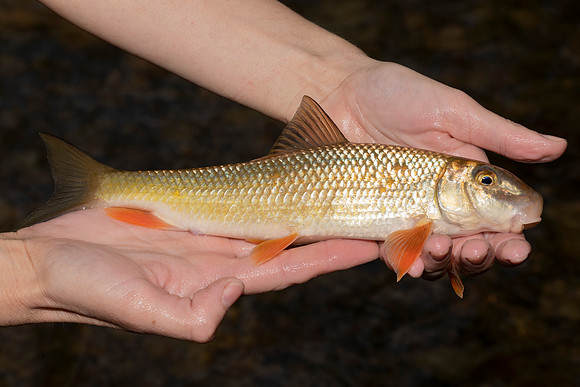 Golden Redhorse, Moxostoma erythrurum, Scioto County, Ohio, May 25, 2020 (2)