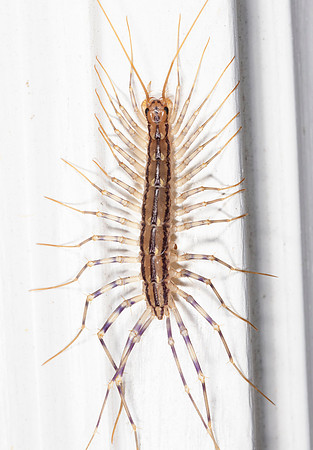 House Centipede, Scutigera coleoptrata, Franklin County, Ohio, July 11, 2020