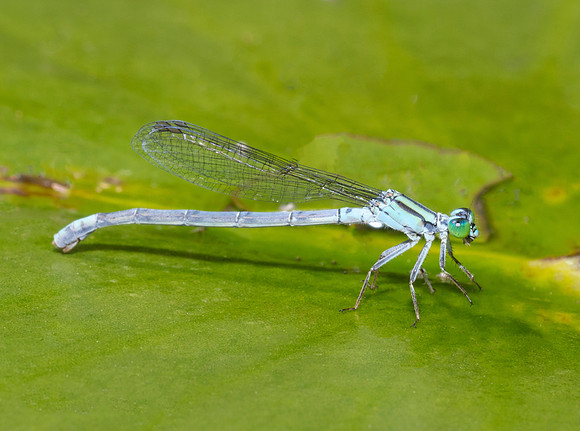 Lilypad Forktail, Ischnura kellicotti, Alley Park, Twin Pond, Fairfield Co., OH August 27, 2018 (8)