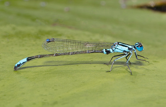 Lilypad Forktail, Ischnura kellicotti, Fairfield Co., OH August 27, 2018