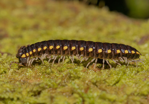 Millipede, Boraria stricta, Great Smoky Mountains, Tennessee, May 20, 2020