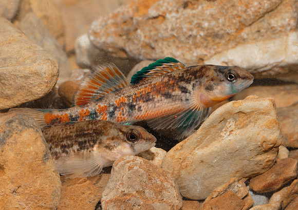 Orangethroat Darter, Etheostoma spectabile, Scioto County, Ohio, April 16, 2019