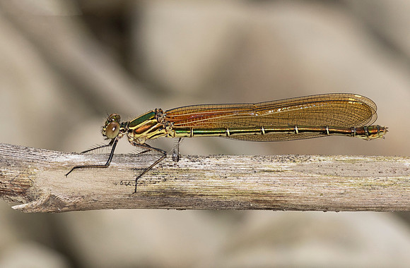 American Rubyspot, Hetaerina americana. Fayette County, OH July 30, 2018