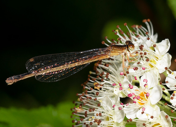 Eastern Red Damsel, Amphiagrion saucium, Champaign County, Ohio, June 4, 2020