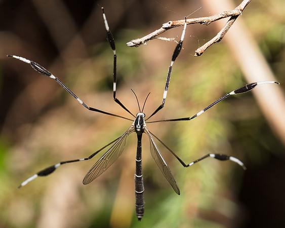 Phantom Cranefly, Bittacomorpha clavipes, Adirondacks, New York, June 26, 2018