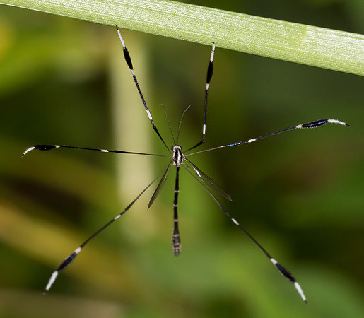 Phantom Cranefly, Bittacomorpha clavipes, Champaign County, Ohio, August 9, 2015