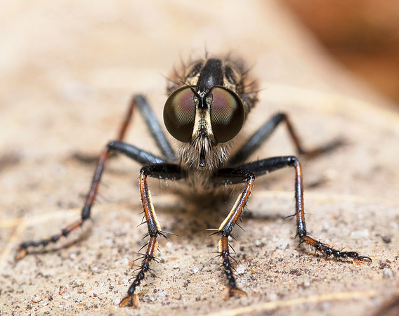 Robberfly, Efferia ssp., Lucas County, Ohio, October 3, 2018