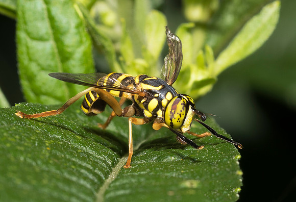 Hornet mimic fly, Spilomyia ssp., Adams County, Ohio, August 25, 2018