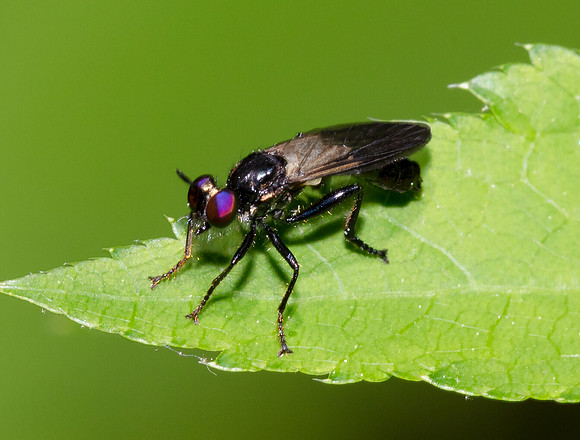 Robberfly, Eudioctria brevis, Kingsville Sand Barrens, Ashtabula County, Ohio, June 9, 2020