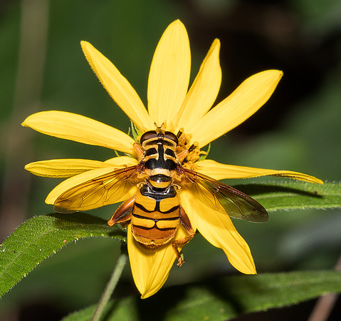 Flower Fly, Milesia virginiensis, Scioto County, Ohio, July 11, 2019