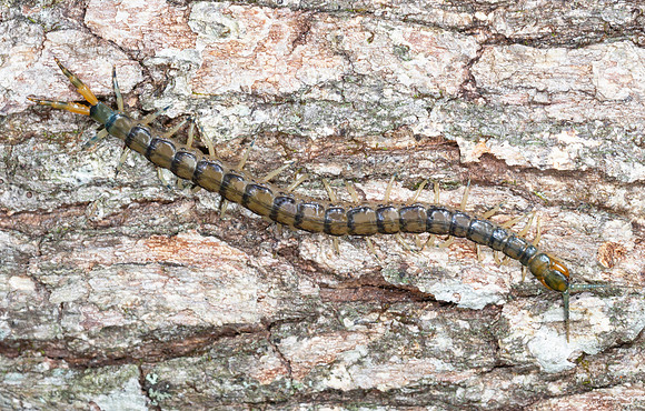 Kentucky Blue Centipede, Hemiscolopendra marginata,Scioto Co., OH June 11, 2015