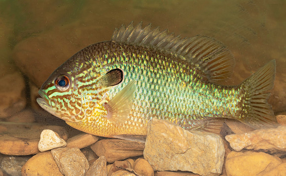 Longear Sunfish, Lepomis megalotis, Scioto County, Ohio, May 25, 2020