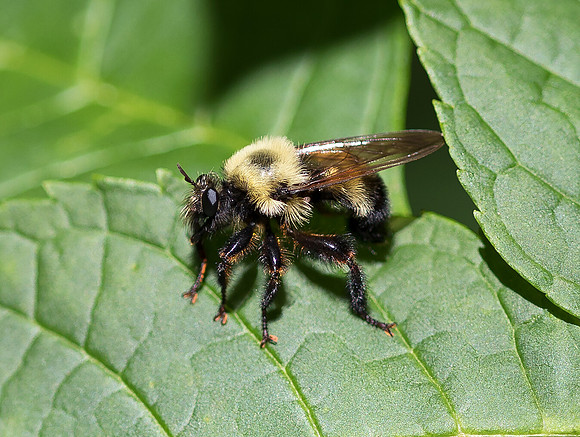 Bumblee-mimic Robberfly, Laphria ssp., Champaign County, Ohio, June 12, 2019