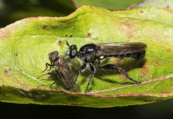 Robberfly (unknown species), Clark County, Ohio, July 15, 2018