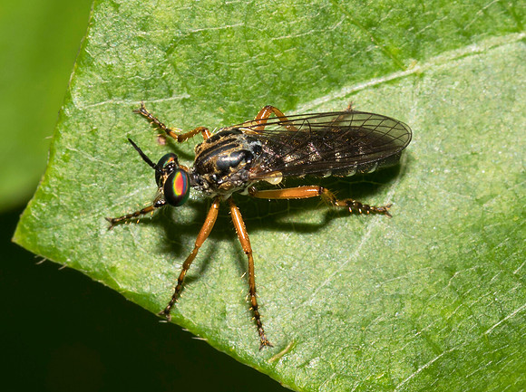 Robberfly, Taracticus octopunctatus, Fairfield County, Ohio, July 4, 2019