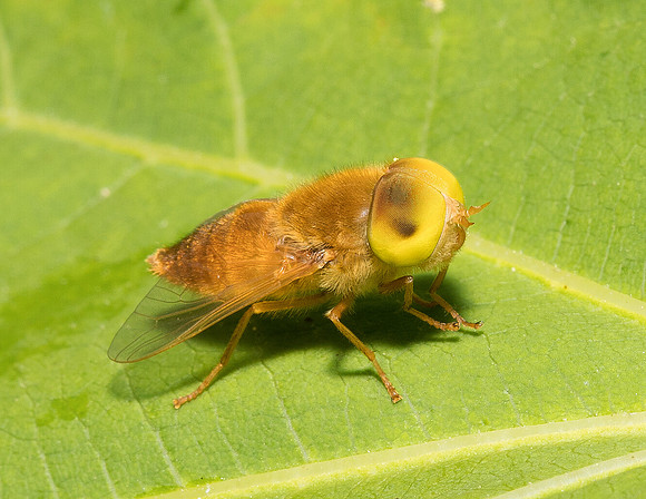 Golden Horsefly, Atylotus bicolor, Lake County, Ohio, August 13, 2019
