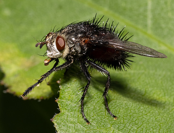 Tachinid Fly, Juriniopsis adusta, Adams County, Ohio, August 5, 2021 (11)