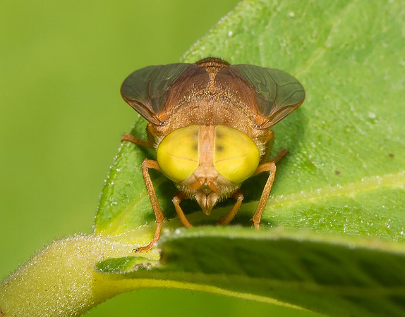 Golden Horsefly, Atylotus bicolor, Lake County, Ohio, August 13, 2019 (2)