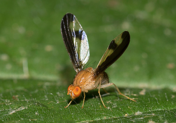 Superb Flutter Fly, Toxonevra superba, Ross County, Ohio, June 14, 2018