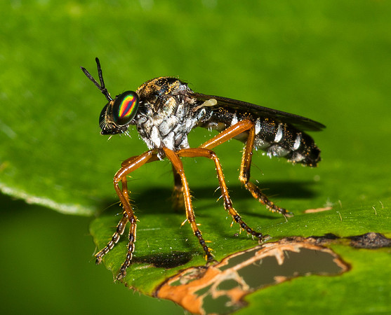 Robberfly, Taracticus octopunctatus, Fairfield County, Ohio, July 4, 2019 (2)