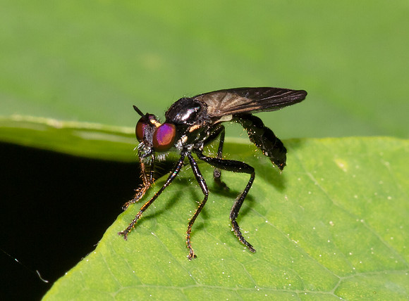 Robberfly, Eudioctria brevis, Kingsville Sand Barrens, Ashtabula County, Ohio, June 9, 2020 (2)
