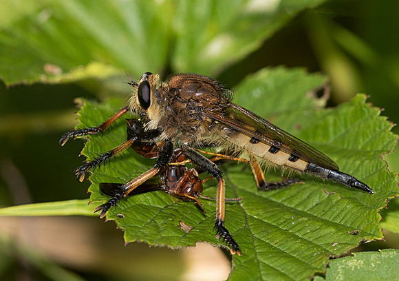 Red-footed Cannibal Fly, Promachus rufipes, with Polistes wasp, Meigs County, Ohio, August 6, 2018