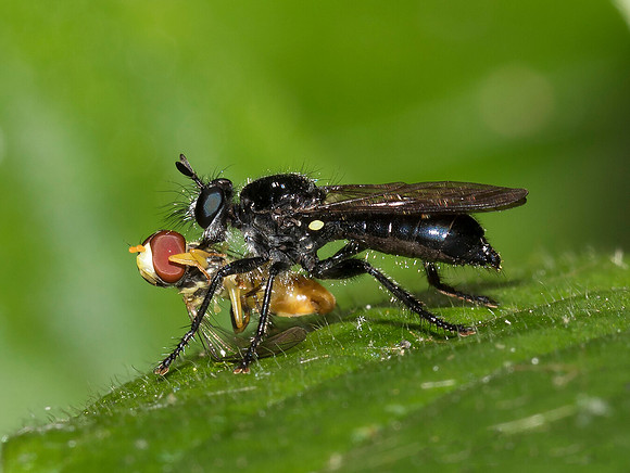 Robberfly, Laphria canis, Augusta Anne Olsen Preserve, Huron Co., OH July 2, 2019 (24)