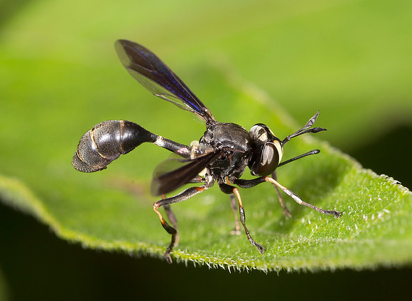 Thick-headed Fly, Physocephala ssp., Franklin County, Ohio, June 16, 2015