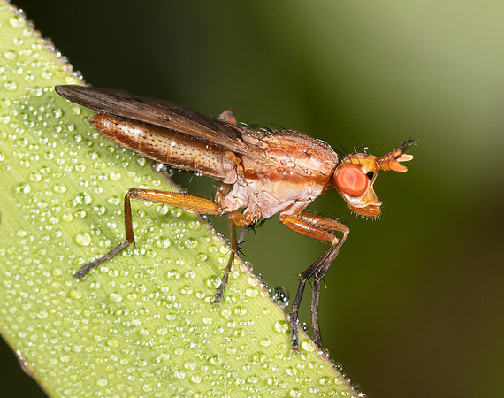Marsh Fly, Tetanocera plebeja, Wyandot County, Ohio, July 3, 2016