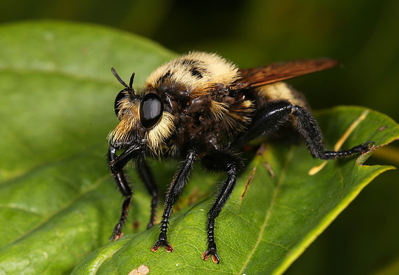 Bumblebee Robberfly, Laphria grossa, Adams County, Ohio, August 9, 2014