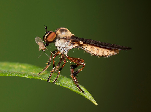 Gnat-ogre, Holcocephala ssp., Washington County, Ohio, July 30, 2016