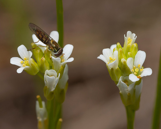 Flower Fly, Syrphidae, on Hairy Rock Cress, Arabis pynocarpa, Erie County, Ohio, May 29, 2020