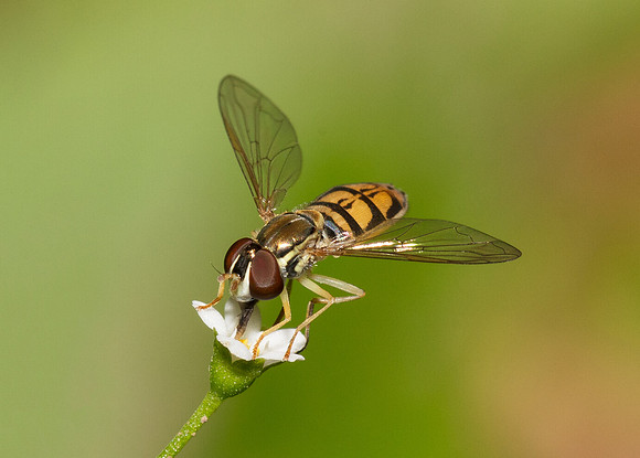 Margined Calligrapher, Toxomerus marginatus,  Scioto County, Ohio, June 6, 2019