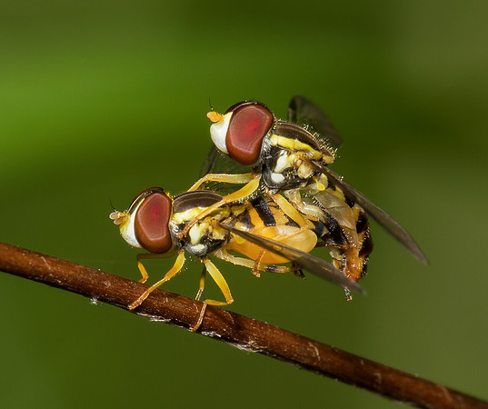 Flower Fly, Syrphidae, Toxomerus spp. perhaps, Huron County, Ohio, July 2, 2019