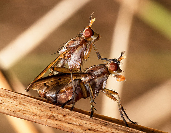 Marsh Fly, Tetanocera spp., Ross County, Ohio, September 20, 2018
