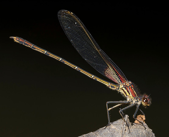 American Rubyspot, Hetaerina americana. Ross County, OH June 30, 2019