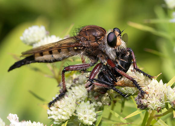 Red-footed Cannibal Fly, Promachus rufipes, Adams County, Ohio, August 4, 2018