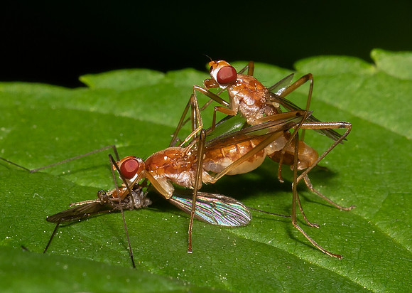 Stilt-legged Fly, Compsobata univitta, Champaign County, Ohio, June 4, 2020