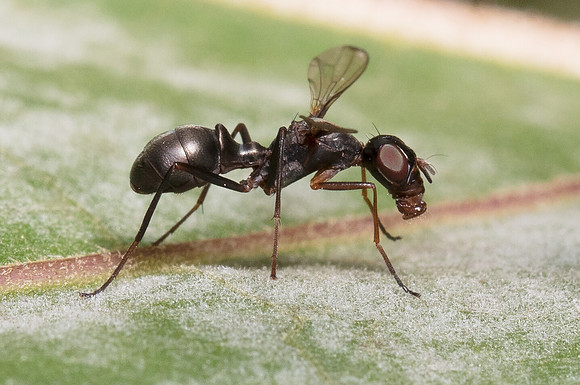 Ant-like Picture-winged Fly, Myrmecothea myrmecoides, Pike County, OH. September 26, 2018
