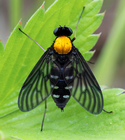 Golden-backed Snipe Fly, Chrysopilus thoracicus, Erie County, Ohio, May 29, 2020