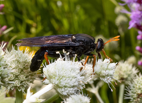 Mydas Fly, Mydas tibialis, on Eryngium yuccifolium, Adams County, Ohio, August 5, 2021 (3)