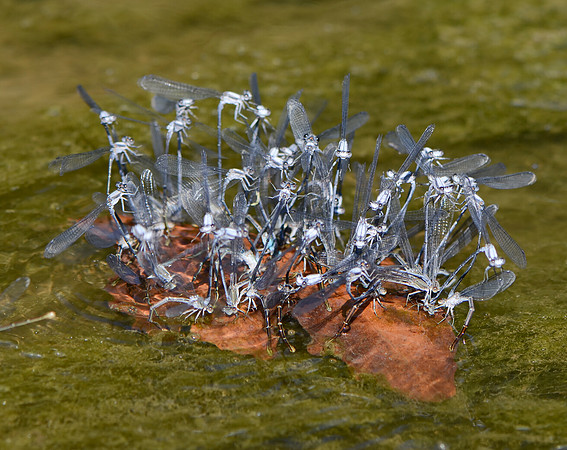 Powdered Dancer, Argia moesta, mass ovipositing into floating leaf, Ashtabula County, Ohio, July 8, 2012