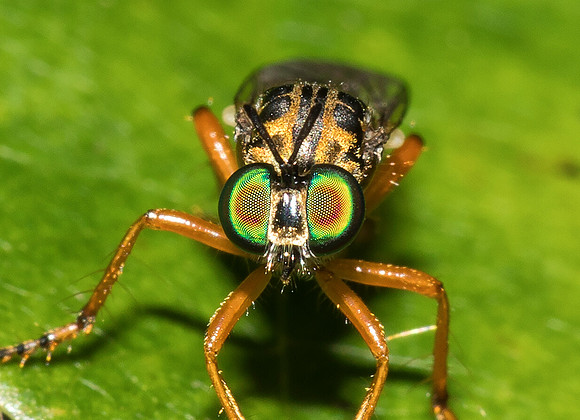 Robberfly, Taracticus octopunctatus, Fairfield County, Ohio, July 4, 2019 (3)