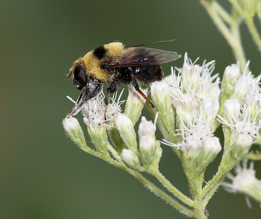 Flower Fly Bombus mimic, Eristalis flavipes, Wahkeena Nature Preserve, Fairfield Co., OH August 16, 2018 (5)