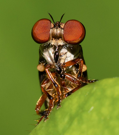 Gnat-ogre, Holcocephala ssp., Clark County., Ohio, July 21, 2019